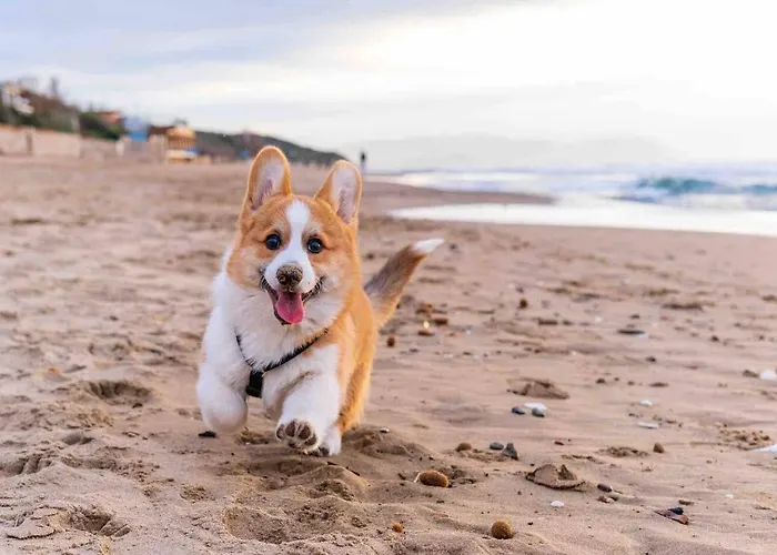 2b By Beach&alvor Centre With Pools & Ac Lägenhet Alvor